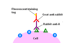 Immunohistochemical Staining