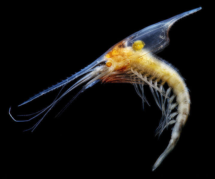 Experiment Using Gnathophausia zoea