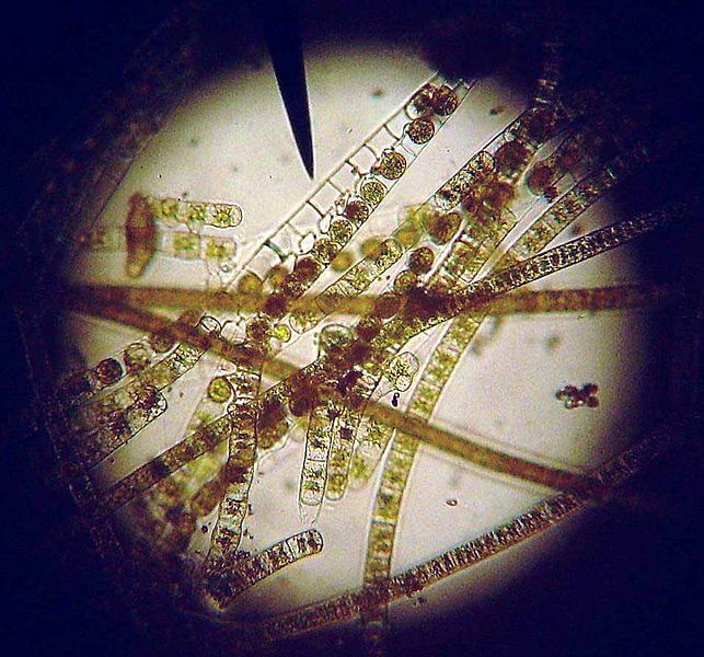 Experiment Using Water Algae Conjugate