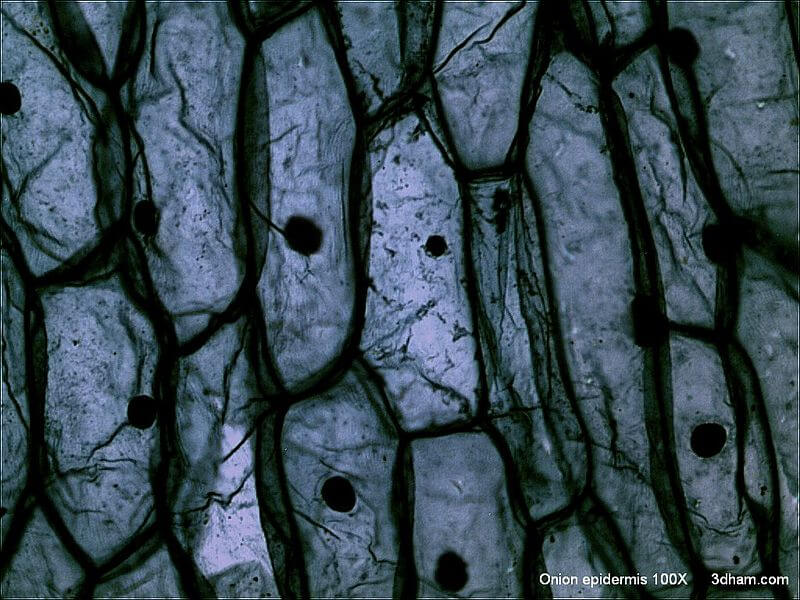 Onion Epidermis