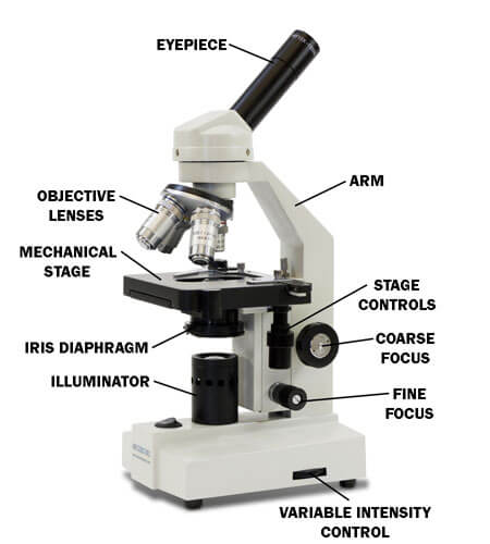 Diagram Showing Parts of a Compound Microscope