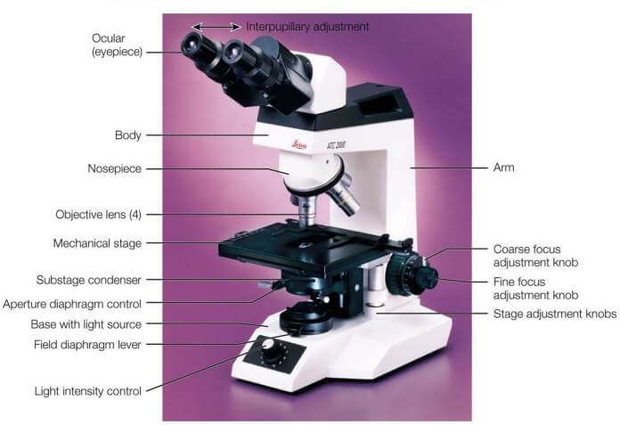 compound microscope diagram