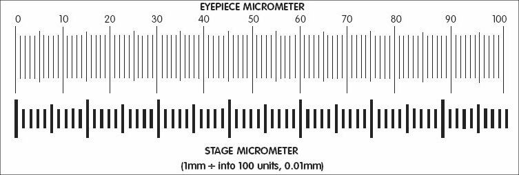 graticule and stage micrometer