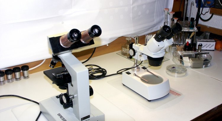 Compound vs Stereo Microscope