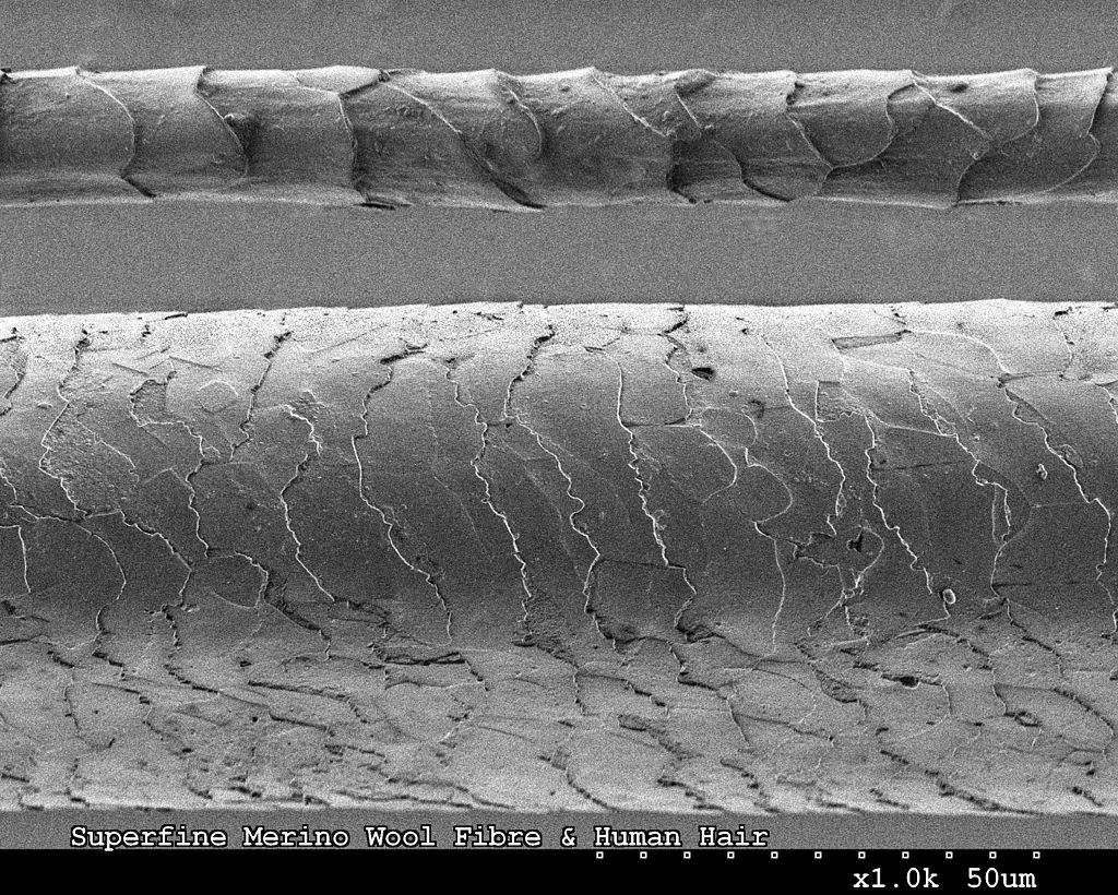Microscopic Image of Merino Wool at Top and Human Hair Below