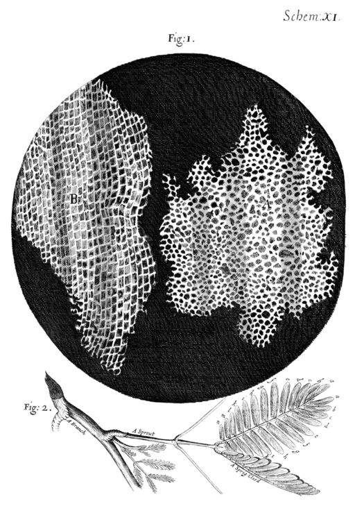 Robert Hooke Illustration of Cork Cells in Micrographia